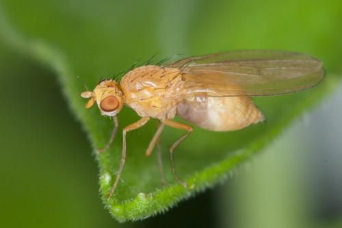 Lyciella rorida
